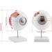 Wallfire 6x Removable Human Eye Model - Ideal for Study & Teaching | International Shipping Available - Buy Online on GoSupps.com