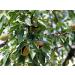 Organic California Pistachios 2 Pounds - Non-GMO Kosher In Shell Dry Roasted with Sea Salt - Bulk 2 Pound Pack - Buy Online on GoSupps.com
