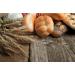 Organic Hard Red Winter Wheat Berries from Rocky Mountains - Cache Harvest Co. Premium (10 oz) - Buy Online on GoSupps.com