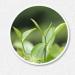 500 g de th blanc Shoumei Fuding th blanc au parfum floral de gard nia de haute qualit  - Buy Online on GoSupps.com