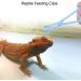 Reptile Feeding Clip 7.48in Pet Raising Feeding Tool Reptile Terrarium Plastic Tongs Tweezers for Tortoise Lizard Frog Spider Tarantulas - Buy Online on GoSupps.com