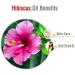 Hibiscus Sabdariffa L Essential Oil 50ML - 100% Pure Uncut Cold Pressed Premium Aromatherapy Oil - Buy Online on GoSupps.com