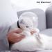 Shop Cat Helmets | Anti-Bite Protection & Breathable Transparent Muzzles for Swimming & Grooming - Buy Online on GoSupps.com