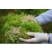 Fresh Sphagnum Moss- Live Moss 500g/1kg - Natural Sphagnum Moss Ideal for Terrariums Live Plant Displays and Wreaths (500g) - Buy Online on GoSupps.com