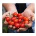 Westland Tomato Food 1Litre- For Juicy Best Tasty Tomatoes - Buy Online on GoSupps.com