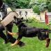 Morezi Dog Bite Sleeve Training Protection Fit Pit Bull German Shepherd Mastiff Puppy Small Dogs Training Biting Tugging Toy - Black - Buy Online on GoSupps.com