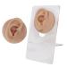 Silicone Ear Model for Display and Acupuncture Practice - Deep Skin Color - Buy Online on GoSupps.com