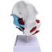Teaching Pelvic Model Pelvis Model Durable Honest And Reliable Exquisite Craftsmanship for Home for Tearcher - Buy Online on GoSupps.com