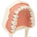 High-Quality 32 Teeth Dentist Typodont Model with Soft Gums | Perfect for Dental Training & Research | Verdant Touch - Buy Online on GoSupps.com