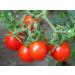 30 Riesentraub Tomato 2018 (All Non-ogm semi-cimel Vegetable!)