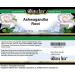 Bianca Rosa Ashwagandha Root Cream (2 oz ZIN: 524273) - 3 Pack - Buy Online on GoSupps.com