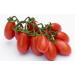  La Rosina 24 x La Rosina Tomodorino Datterino di Colline Italian cherry tomatoes 400g box - Buy Online on GoSupps.com