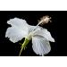 Hibiscus White dried Flower and Petals 125 g sorrel Bissap organic natural no preservatives. Premium grownand sun dried in Senegal - Buy Online on GoSupps.com