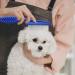 2 Pcs Cat Flea Comb Flea Comb for Cats Portable Tight Design Non Slip Handle for Long-Haired Cat Short-Haired Cat - Buy Online on GoSupps.com