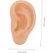 Silicone Ear Model - Simulation Silica Gel Beige Eft Ear Teaching Tool - Buy Online on GoSupps.com