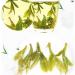 LWXLJMJZC-50 cups Premium Long Jing (Dragon Well) Green Tea Xihu Longjing Green Tea Loose Leaf Chinese Green Tea Early Spring Tea-100g 100g Premium Long Jing Green Tea - Buy Online on GoSupps.com