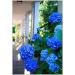 50 PcsBag Hydrangea Seeds Hydrangea Flower Beautiful Hydrangea Flower Seeds Natural Growing for Home Garden Planting