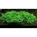 Staurogyne Repens - Live Aquarium Plants - Buy Online on GoSupps.com