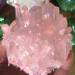 Natural Pink Crystal electroplated Crystal Cluster Crystal Pendant for FZUGEDRLI - Buy Online on GoSupps.com