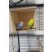 Natural Budgie Sleeping House with Perch - Top Bird Accessories for a Comfortable Cage - Buy Online on GoSupps.com