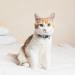 Nobleza 4 Pack Reflective Cat Collars - Adjustable Safety Collars for Cats Kittens & Small Dogs with Bells - Buy Online on GoSupps.com