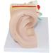 Human Ear Anatomical Magnification Template Removable Ear Template Texture Template Inner Ear Maze Suitable for Medical Teaching - Buy Online on GoSupps.com