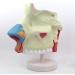 3 Times Anatomical Model of Nasal Cavity Showing Nasal Bone and Cartilage Section of Nasal Fronta and The Jaw are Represented - Buy Online on GoSupps.com