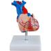 Educational Model Human Anatomical Heart Model Human Organ Anatomical Model Heart Model Detachable 2 Parts Science Anatomy Heart Model Medical Models - Buy Online on GoSupps.com