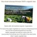 CYSO Seokrodawon Tea Garden 7 kinds of vegetable tea 100g (1 bottle) 100% Korean Organic Ingredients 100g of 1 bottle - Buy Online on GoSupps.com