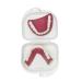 Human Teeth Model - Dental Prostheses for Seniors | Denture Care & Cleaning Set - Buy Online on GoSupps.com