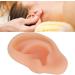 Professional Simulated Ear Model for Acupuncture - High-Quality Instructor Display - Buy Online on GoSupps.com