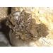 MycoVital Bio Auricularia Mushroom Powder Capsules - 93 Vegan Capsules (500mg) | 100% Pure German Cultivation - Buy Online on GoSupps.com