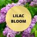 Black Canyon Lilac Bloom Scented Body Spray with Jojoba Oil 1 Gal - Buy Online on GoSupps.com