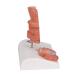 3B Scientific K27 Hemorrhoid Model with Smart Anatomy | Educational Tool - Buy Online on GoSupps.com