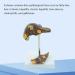 Pathological Liver Model Gallstone Model Fatty Liver Educational Training Aid - 11 * 11 * 15CM - Buy Online on GoSupps.com