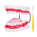 Teeth Model with Toothbrush Demonstration Tooth Model for Hospital Kindergarten Toddlers Teaching Oral Hygiene