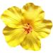 Flower Hairpin Flower Brooch Rose Hair Barrette Accessories for Women s Party Beach Wedding (Yellow) Metal other gemstones