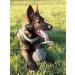 Dingo Gear Soft Real Leaderball with Handle - 11 cm Dog Toy for Retrieving & Rewarding | International Shipping - Buy Online on GoSupps.com
