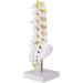 Buy Lumbar Model Utensil Tool for Spine - Essential Lumbar Spine Model & Back Braces | International Shipping Available - Buy Online on GoSupps.com