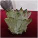 Natural Jade-Green Ghost Phantom Quartz Crystal Cluster Rock Stones and Crystals Reiki Specimen Home Decor Crystal Cluster (Size : 200-300g) - Buy Online on GoSupps.com