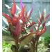 PondPlantsUK 2 x Live Plants for aquascaping mosses Fern Tropical Aquatic Plants in Ceramic Weights (Althernanthera Cardinalis) - Buy Online on GoSupps.com