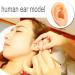 Human Ear Model Simulation Artificial Human Right Ear Silicone Ear Model for Ear Picking  Ear Piercing Teaching  Acupuncture - Buy Online on GoSupps.com