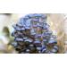 5 Pack Oyster Mushroom Liquid Cultures - Easy Cultivation Solution - Buy Online on GoSupps.com