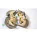 Giant African Land Snail Jumbo Size Freeze Dried (3-Pack) - Premium Quality Snail Treats - Buy Online on GoSupps.com