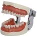 Shop Bovdc Teeth Model - Complete Dental Learning Tool for Tooth Extraction & Patient Communication - Buy Online on GoSupps.com