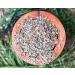 Dill Seeds Whole 7 oz - Non-GMO & Kosher - Bulk Spice for Pickling and Cooking - Buy Online on GoSupps.com
