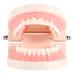 1 Piece Dental Teaching Model PVC Dental Teaching Study Standard Model Demonstration Teach Children How to Brush Teeth