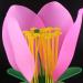 Portable Lifelike Plant Flower Anatomy Model with Display Base - Biology Teaching Aid - Buy Online on GoSupps.com