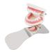Fencia Stainless Steel Dental Orthodontic Photography Mirror - Single-Side Reflector - Buy Online on GoSupps.com