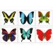 Large Butterfly Temporary Tattoos - Butterfly Utopia (6 Sheets) - Buy Online on GoSupps.com